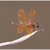 Eastern Amberwing