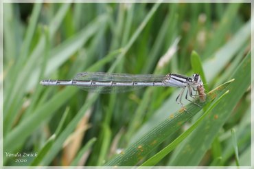 Familiar Bluet