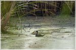Wood Duck Female