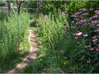 Backyard Garden