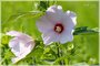 Native Hibiscus
