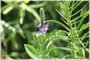 Hoary Vervain