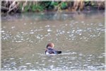 Hooded Merganser Female