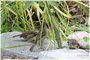 House Sparrows