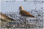 Least Sandpiper