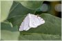 Lesser Maple Spanworm Moth