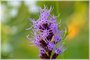 Marsh Blazing Star