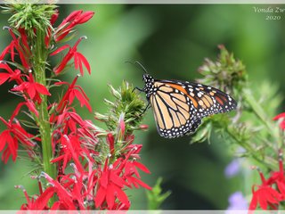Monarch