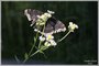 Mourning Cloak