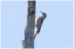 Northern Flicker
