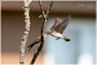 Northern Rough-winged Swallows