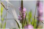 Obedient Plant
