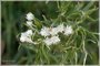 Pearly Everlasting