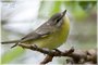 Philadelphia Vireo