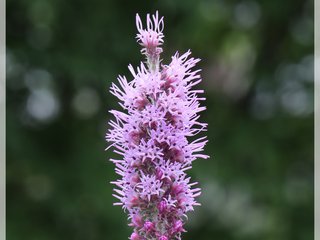 Prairie Blazing Star