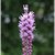 Prairie Blazing Star