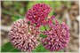 Purple Milkweed