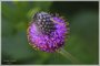Purple Prairie Clover