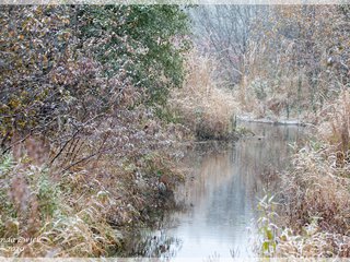 Ruth Macintyre Conservation Area Creek