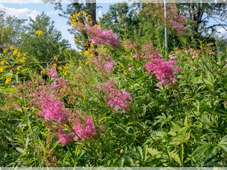 Rain Garden