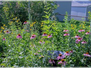 Rain Garden