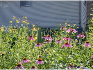 Rain Garden