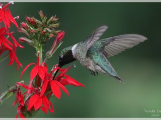 Ruby-throated Hummingbird Male