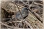 Rusty Blackbird