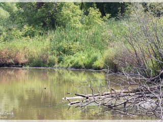 Pond