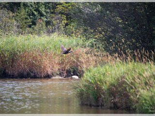 Pond