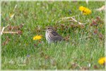 Savannah Sparrow