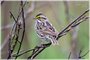 Savannah Sparrow