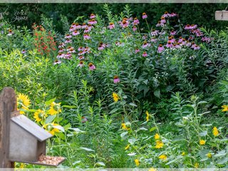 Garden on the Slope