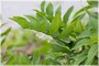 Solomon's Seal