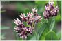 Sullivant's Milkweed