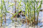 Virginia Rail