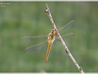 Wandering Glider