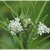 Whorled Milkweed
