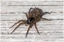 Wolf Spider (Tigrosa helluo)