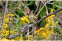 Yellow-bellied Flycatcher