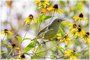 Yellow Warbler