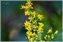 Zig Zag Goldenrod